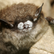 Illustration for article titled Fungal infection could wipe out some species of bats completely